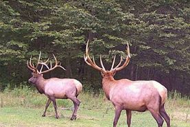 Ranch Property for sale in Lycoming County, Pennsylvania