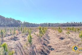 Undeveloped Land for sale in Bulloch County, Georgia