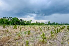 Undeveloped Land for sale in Bulloch County, Georgia
