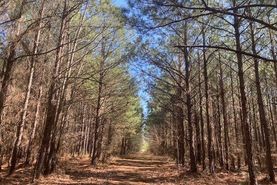 Timberland Property for sale in Webster Parish, Louisiana