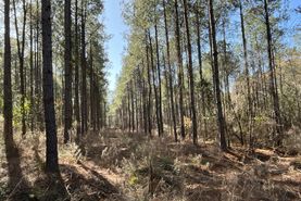 Timberland Property for sale in Randolph County, Georgia