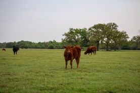 Ranch Property for sale in Milam County, Texas