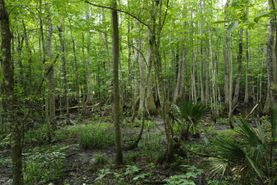 Farm Property for sale in Colleton County, South Carolina