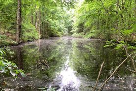 Hunting Land for sale in Clarendon County, South Carolina