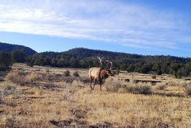 Recreational Property for sale in Catron County, New Mexico