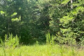 Undeveloped Land for sale in Jasper County, Mississippi