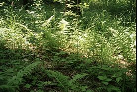 Timberland Property for sale in Benton County, Arkansas