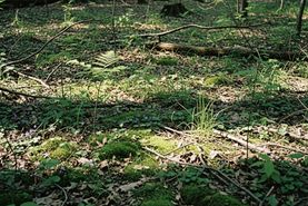 Timberland Property for sale in Benton County, Arkansas