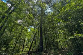 Property for sale in Monroe County, Alabama