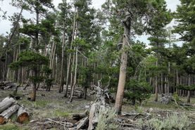 Undeveloped Land for sale in Fremont County, Wyoming