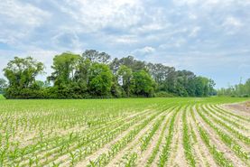 Undeveloped Land for sale in Marlboro County, South Carolina