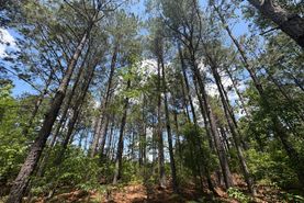 Undeveloped Land for sale in Screven County, Georgia