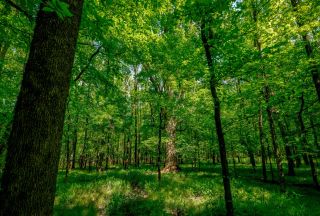 Property for sale in Fairfield County, South Carolina