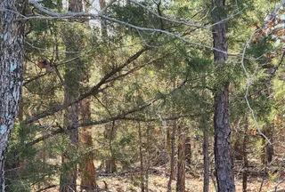 Undeveloped Land for sale in Pushmataha County, Oklahoma