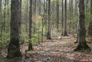 Undeveloped Land for sale in Williamson County, Tennessee