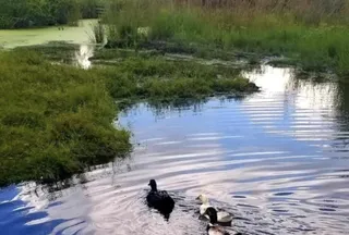 Hunting Land for sale in Madison County, Florida