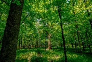 Property for sale in Fairfield County, South Carolina