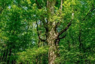 Property for sale in Fairfield County, South Carolina