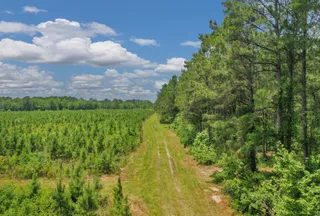 Hunting Land for sale in Clarendon County, South Carolina