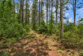 Hunting Land for sale in Clarendon County, South Carolina