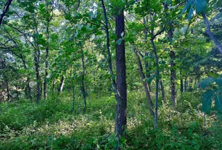 Undeveloped Land for sale in Taylor County, Iowa