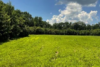 Undeveloped Land for sale in Tuscaloosa County, Alabama