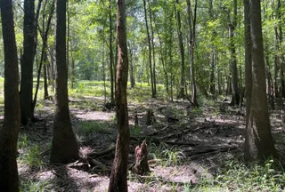 Undeveloped Land for sale in Marion County, South Carolina