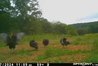Recreational Property for sale in Morgan County, Tennessee