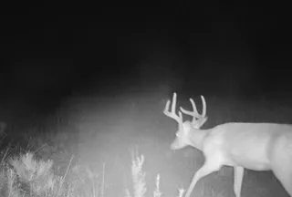 Hunting Land for sale in Clarendon County, South Carolina