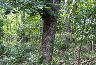 Undeveloped Land for sale in Sharp County, Arkansas