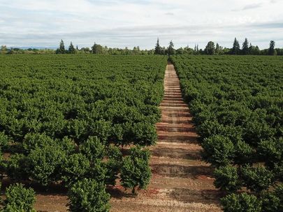 Farms for Sale in Aumsville, Oregon - Land.com