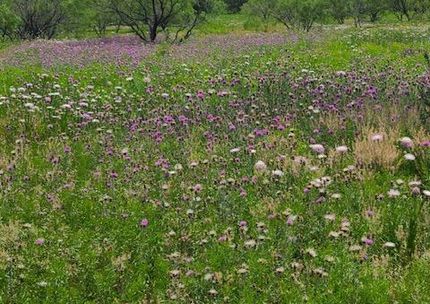 Undeveloped Land for sale in Callahan County, Texas