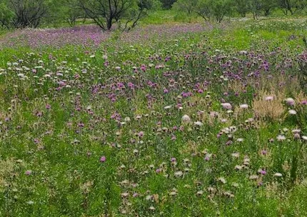 Undeveloped Land for sale in Callahan County, Texas