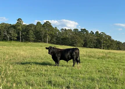Ranch Property for sale in Perry County, Arkansas