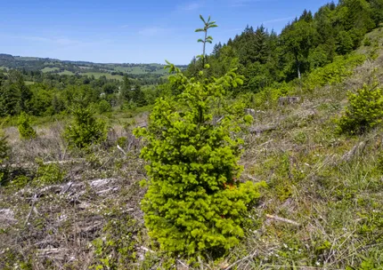 Undeveloped Land for sale in Douglas County, Oregon