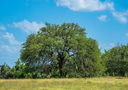 Ranch Property for sale in Blanco County, Texas