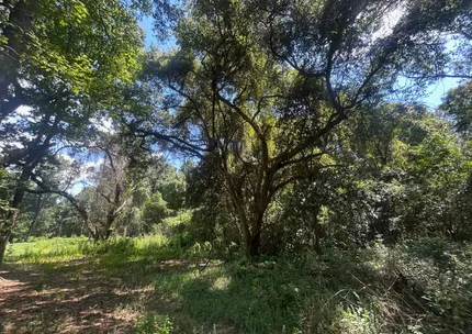 Undeveloped Land for sale in Mobile County, Alabama
