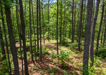 Property for sale in Winston County, Alabama