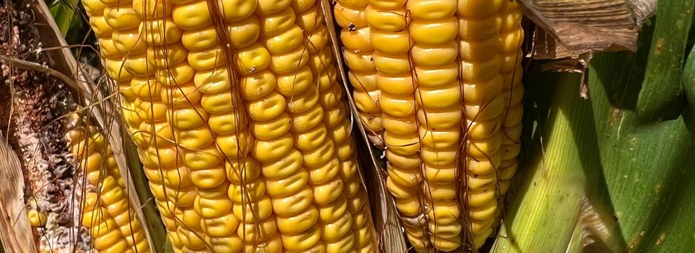 Property for sale in Pope County, Illinois