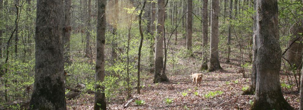 Property for sale in Williamson County, Tennessee