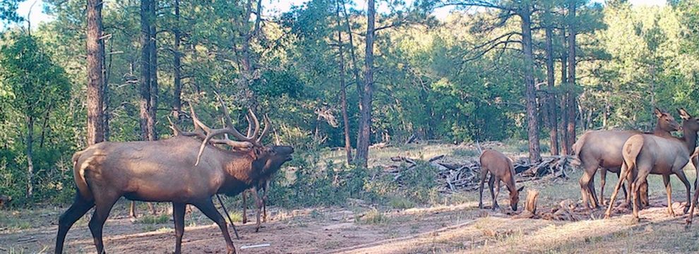 Timberland Property for sale in Cibola County, New Mexico