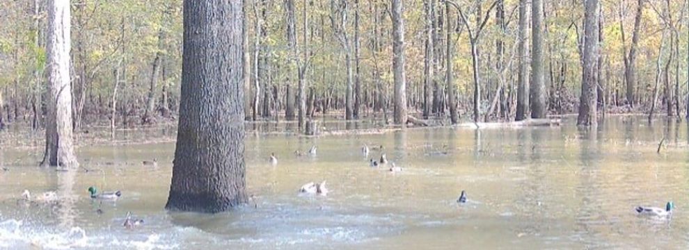 Property for sale in Monroe County, Arkansas