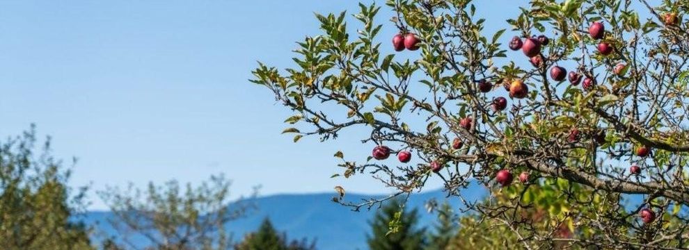 Property for sale in Greene County, New York