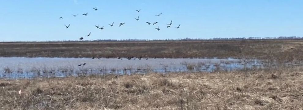 Property for sale in New Madrid County, Missouri