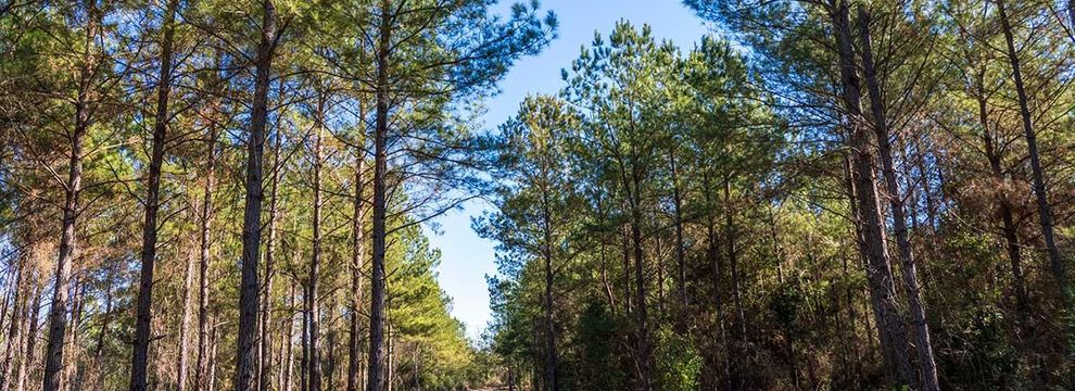 Property for sale in Jackson County, Florida