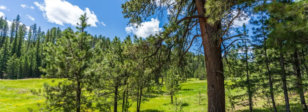 Property for sale in Lawrence County, South Dakota