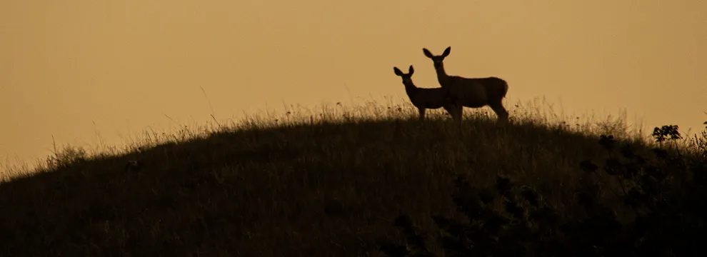 Hunting Land for sale in Cascade County, Montana