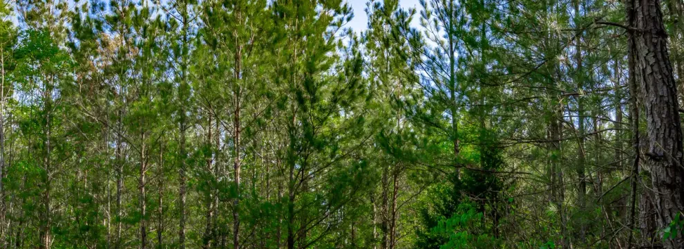 Property for sale in Saluda County, South Carolina