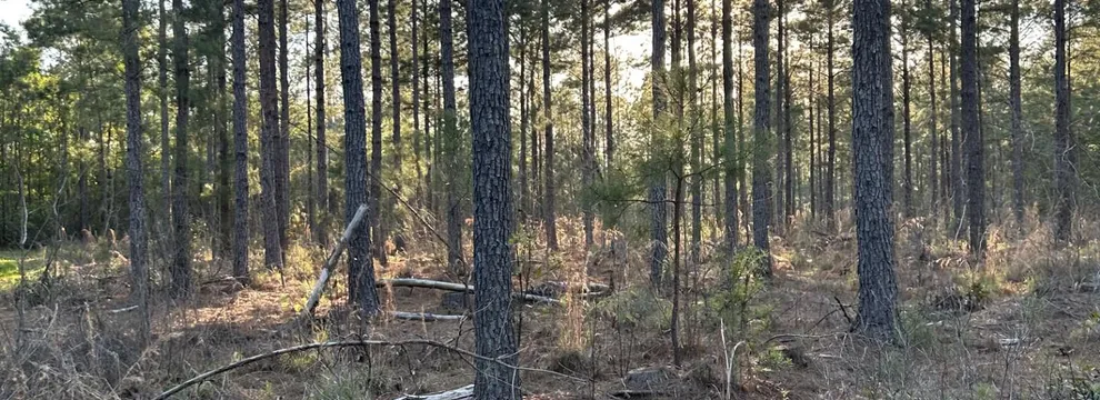 Undeveloped Land for sale in Pamlico County, North Carolina