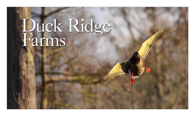 Great Lakes Chuck And Duck Rig Decoys And Proven Methods For Using